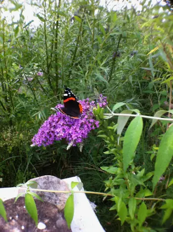 Groningen Vlindertuin Groningen Vlindertuin
