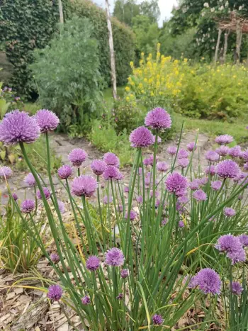 Hoogezand NME bloemen