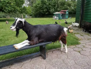 Hoogezand NME dieren