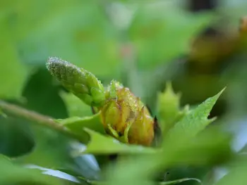 Sellingen Natuurbegraafplaats Laude Ontkiemen