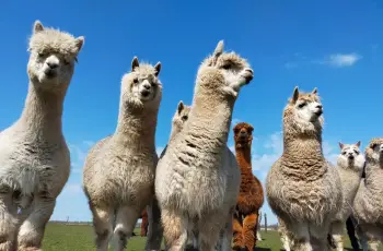 Siddderburen Alpacafokkerij