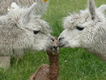 Siddderburen Alpacafokkerij