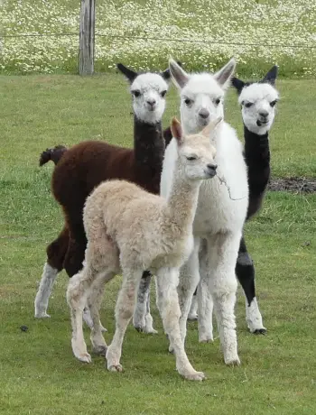 Siddderburen Alpacafokkerij