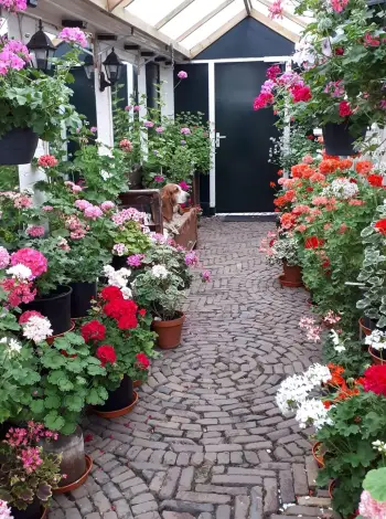 't Waar Open tuin bloummhoeske