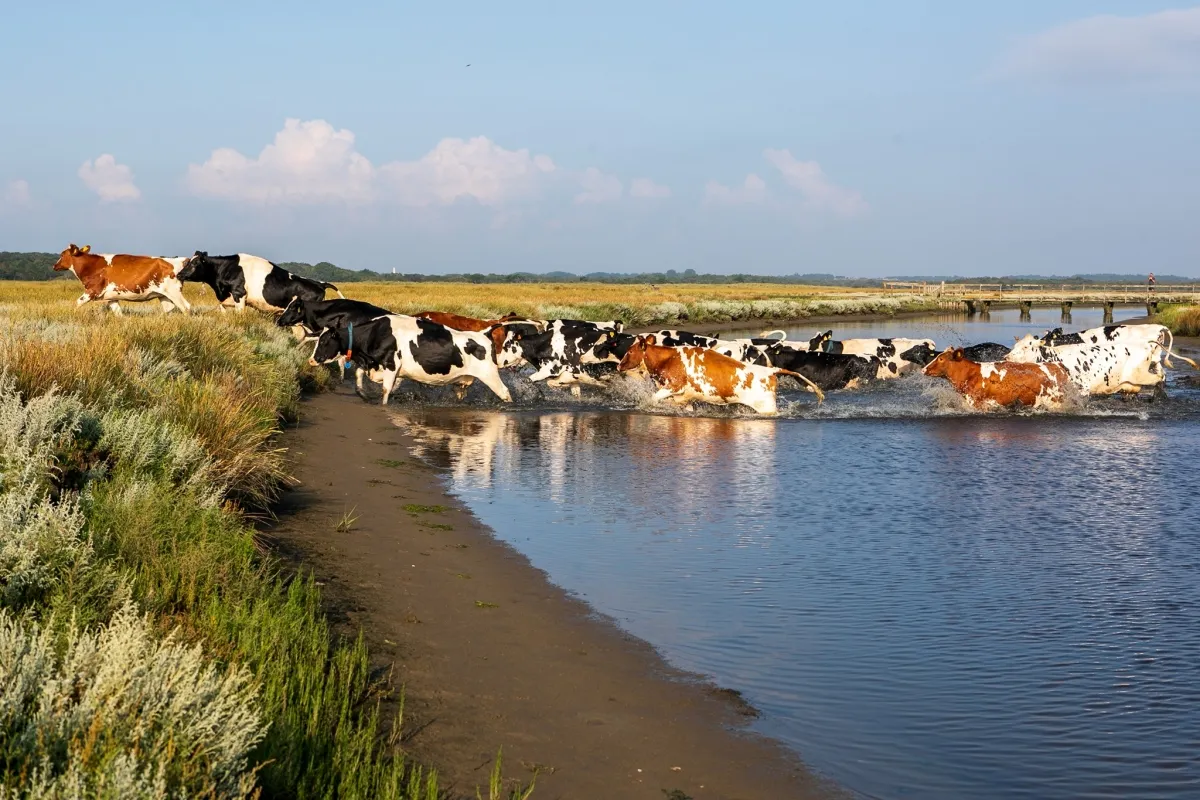 Van Schier, Schiermonnikoog